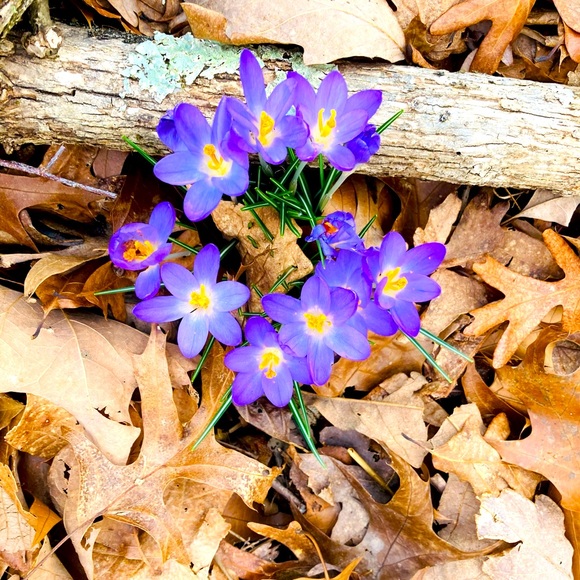 Meet your Posher, Madison - Picture 1 of 1